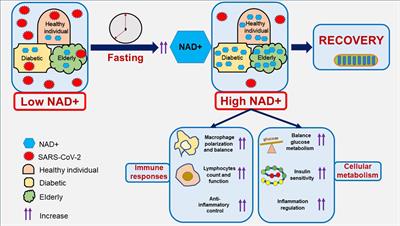 Boosting NAD+ levels through fasting to aid in COVID-19 recovery